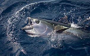 / ©: WWF Canon/Edward Parker / ©: WWF Canon/Edward Parker