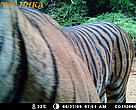 The two tiger cubs in Rimbang Baling-Bukit Tigapuluh Corridor, Riau, Indonesia. The picture was taken on 25th August 2009. These tigers are from the tiger family that was previously captured by the camera trap in July 2009.