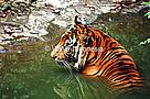  / &copy;: WWF-Indonesia/Saipul Siagian