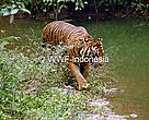 Harimau Sumatra(Panthera tigris sumatrae) di Kebun Binatang Ragunan, Jakarta, Indonesia