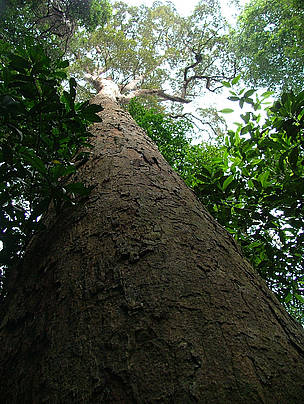   / &copy;: WWF-Indonesia/Sunarto